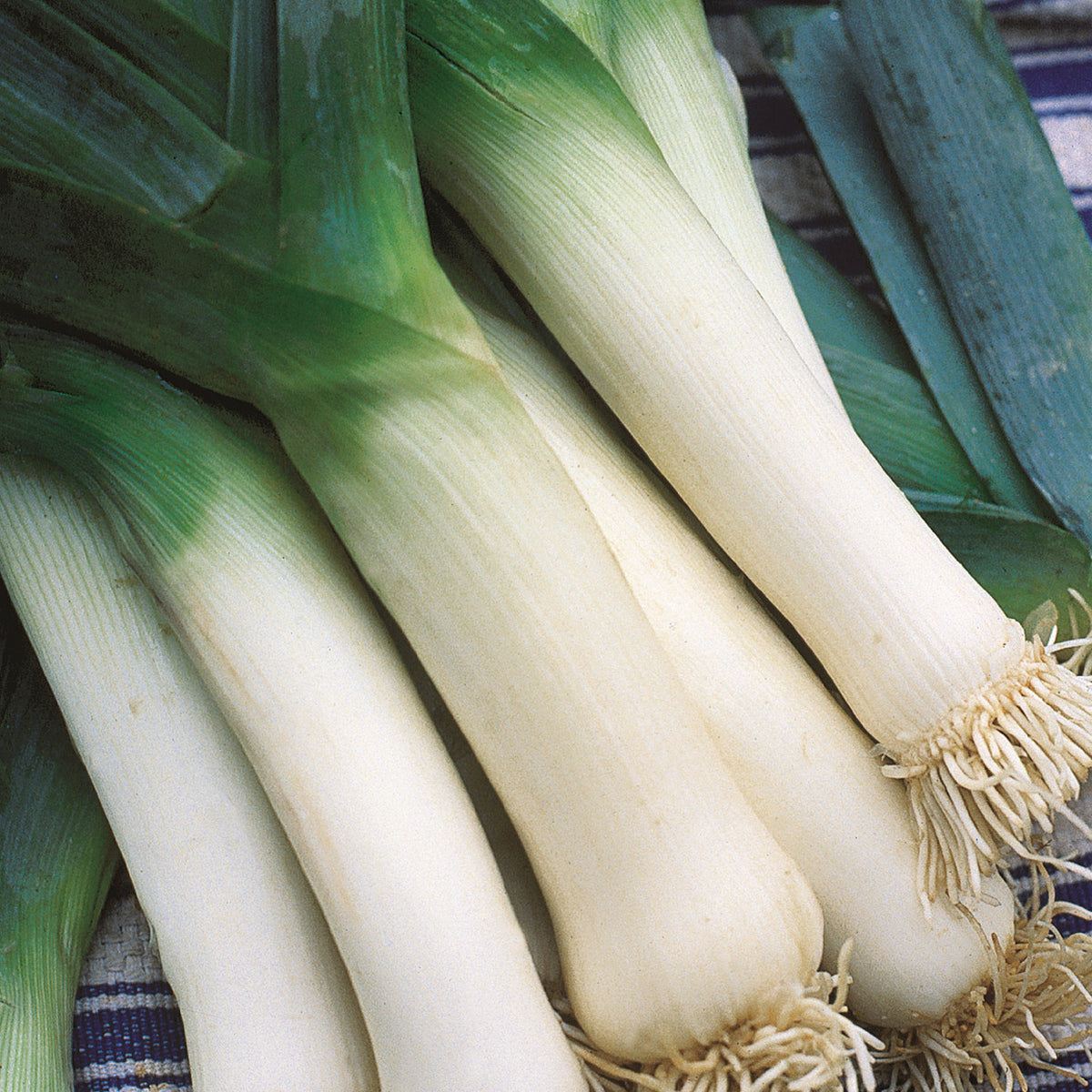 Leek, American Flag