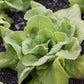 Lettuce Butter King Plantlings Live Baby Plants 1-3in., 3-Pack