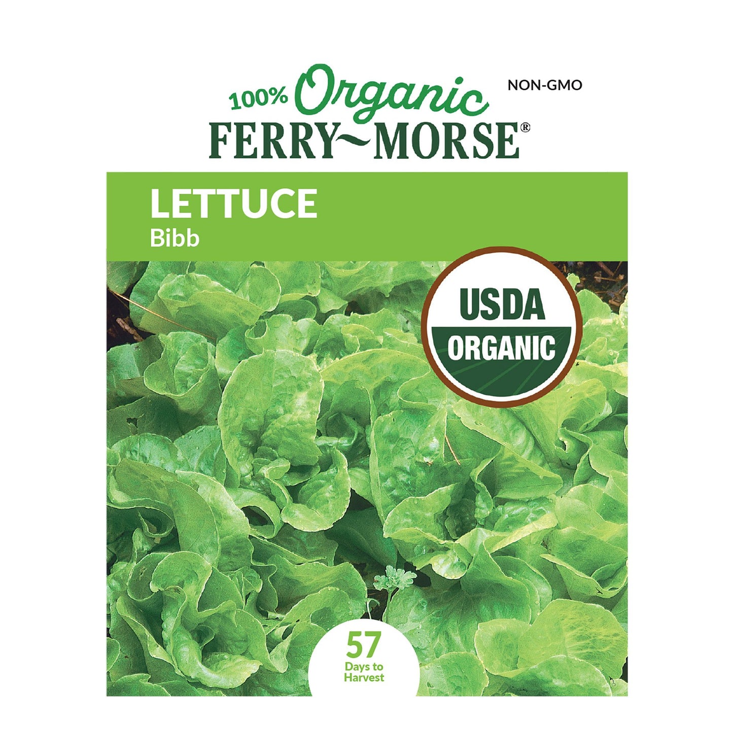 Lettuce, Bibb Organic Seeds