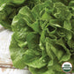 Lettuce, Buttercrunch Organic Seeds Online Edition