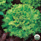 Lettuce, Great Lakes Organic Seeds