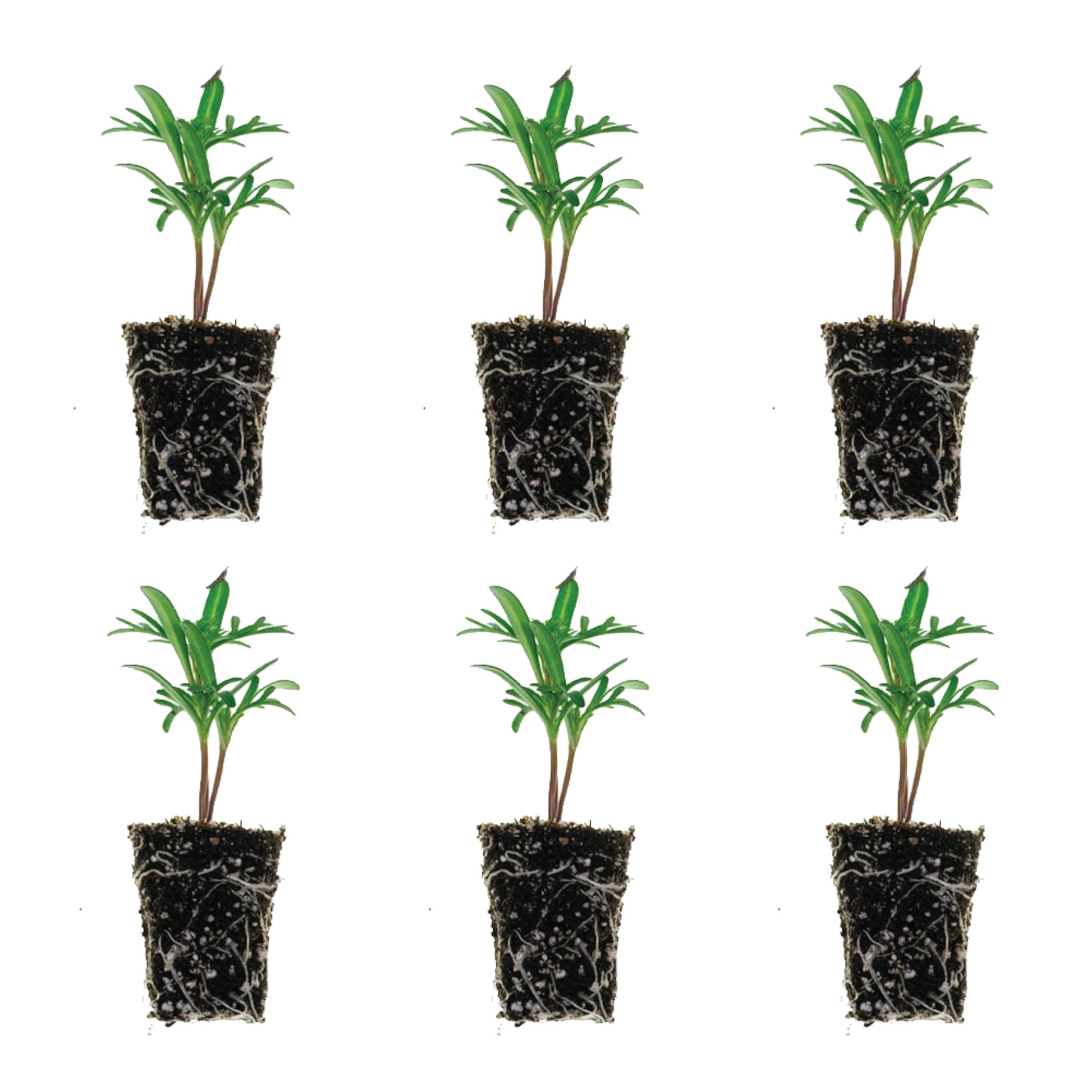 Cosmos Bipinnatus Casanova Mix Plantlings Live Baby Plants 1-3in., 6-Pack
