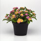 Lantana Lucky™ Pink Plantlings Live Baby Plants 1-3in., 6-Pack