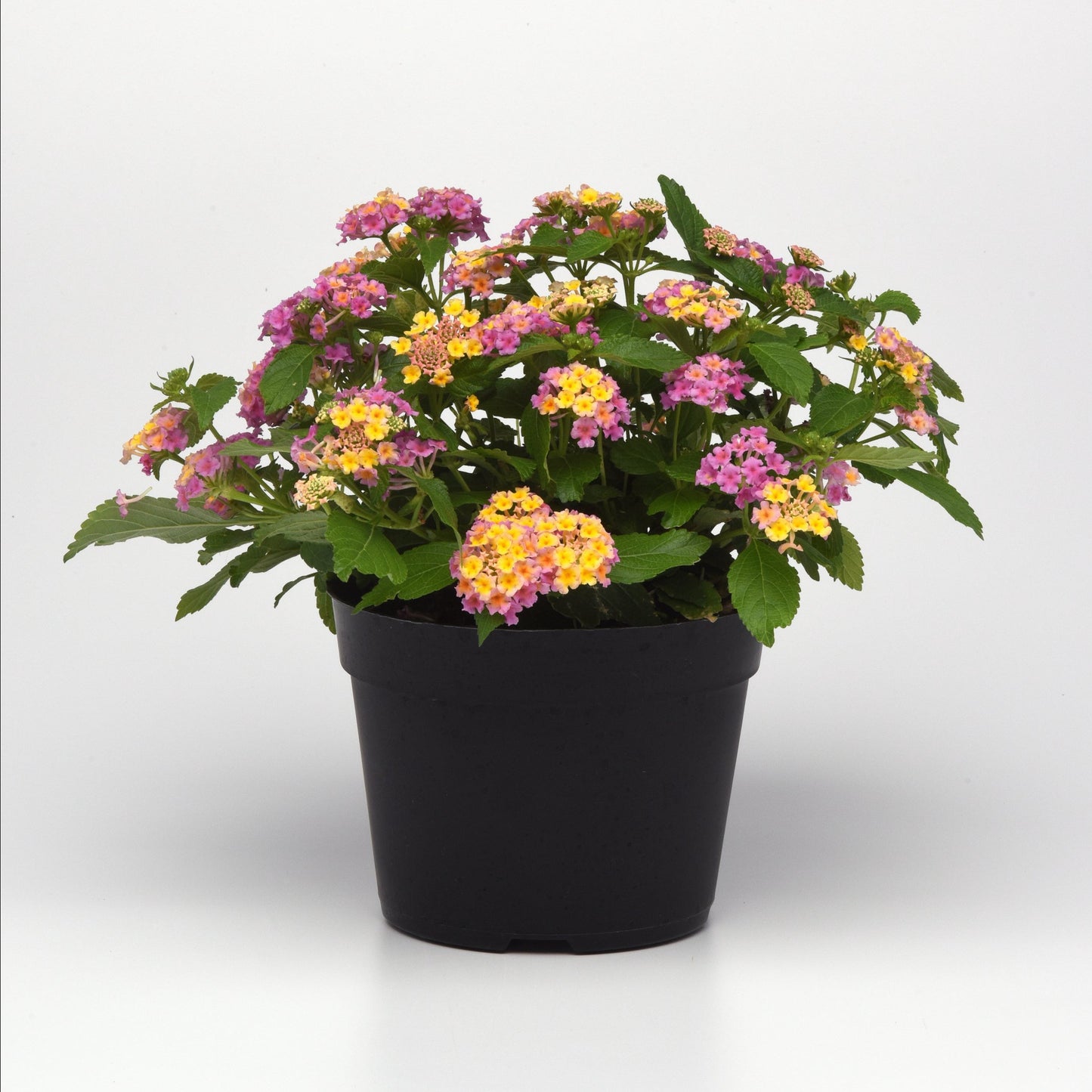 Lantana Lucky™ Pink Plantlings Live Baby Plants 1-3in., 6-Pack