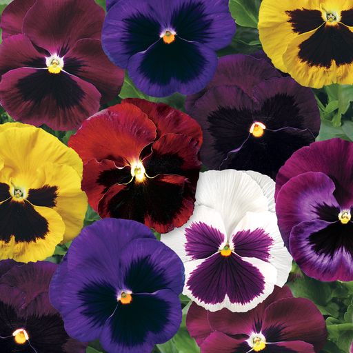 Pansy Colossus Blotch Mix Plantlings Plus Live Baby Plants 4in. Pot, 2-Pack