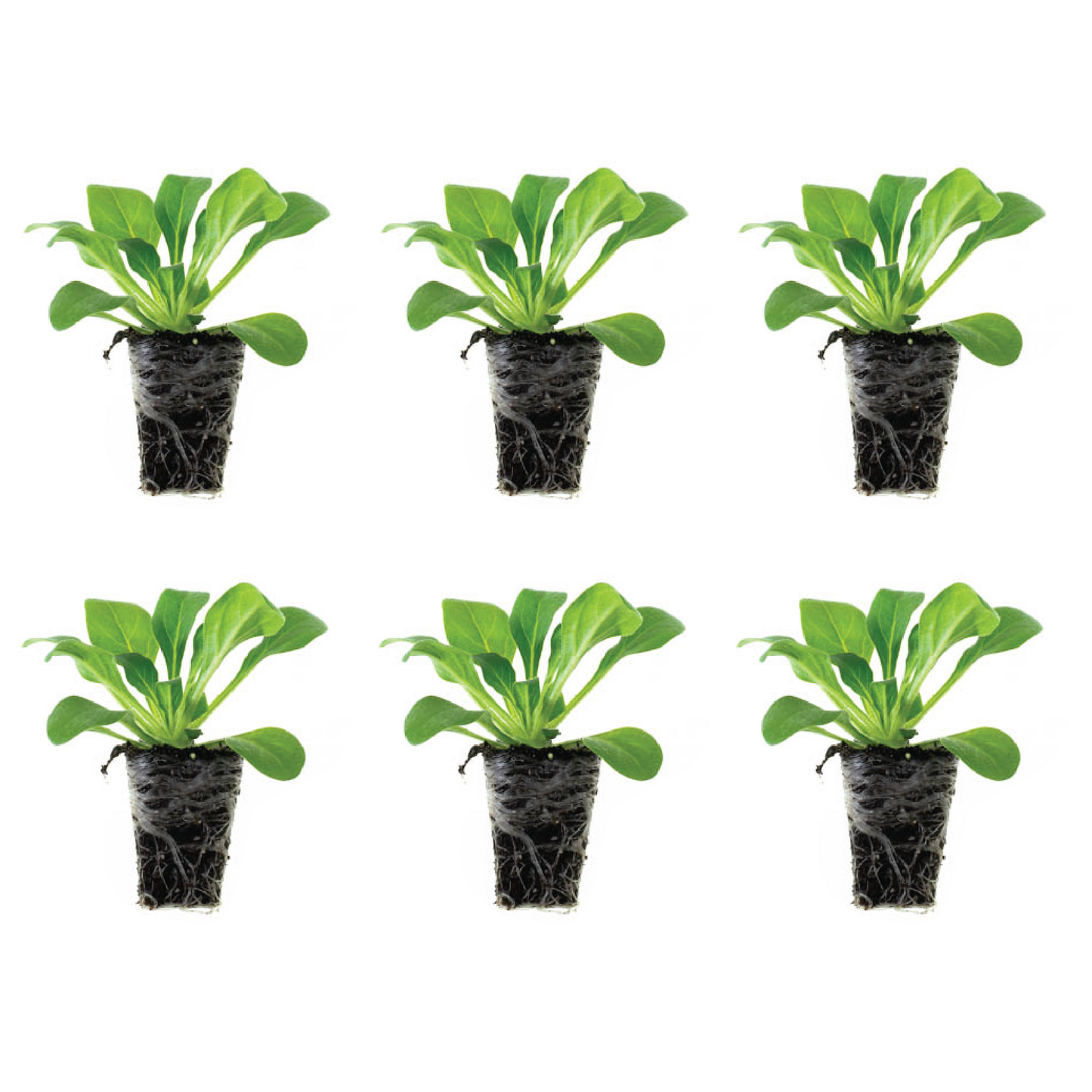 Petunia E3 Easy Wave™ Blue Sky Spreading Plantlings Live Baby Plants 1-3in., 6-Pack