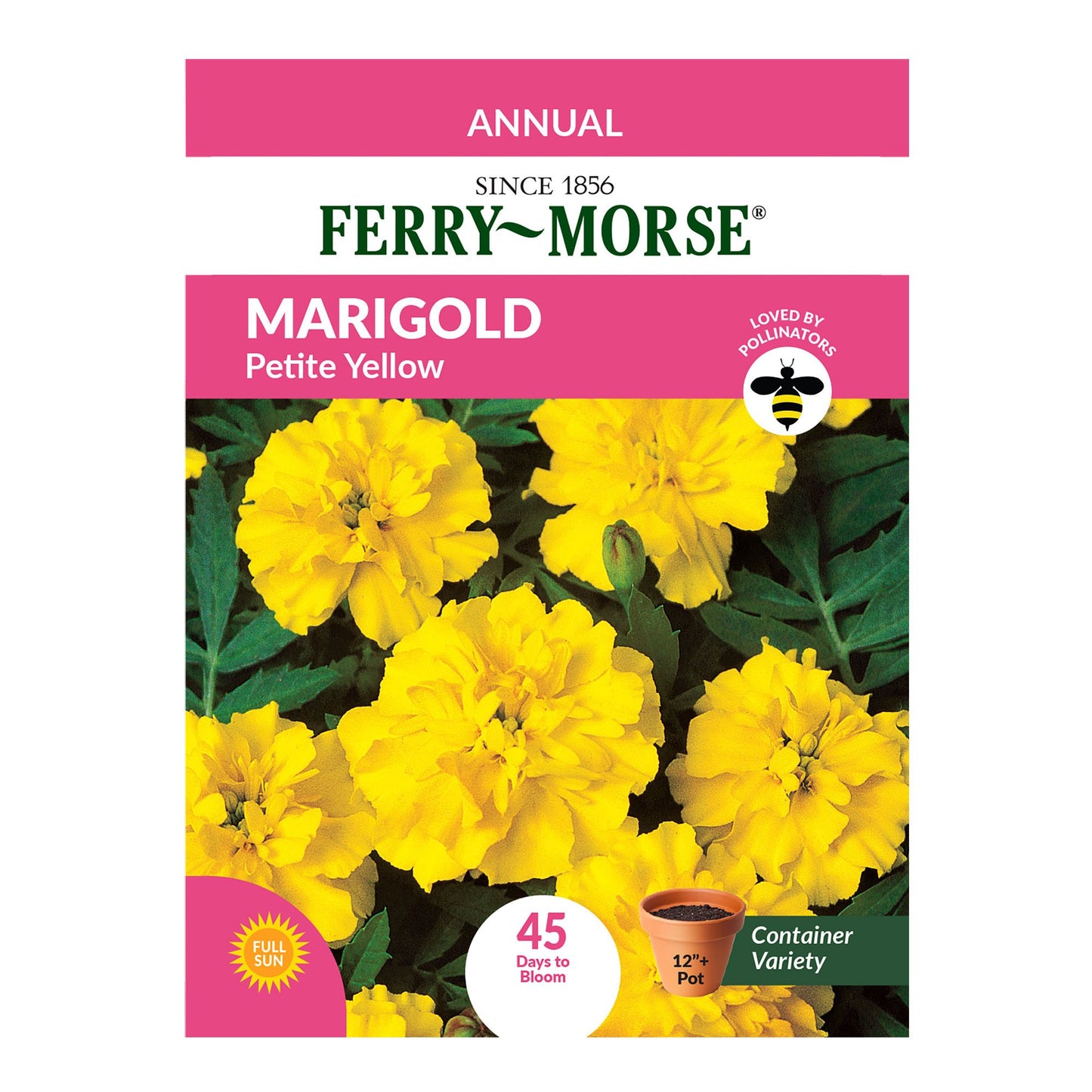 Marigold, Petite Yellow Seeds