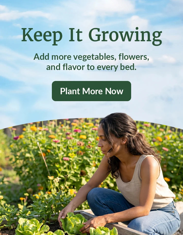 Woman kneeling in garden harvesting iceberg lettuce with zinnias and bees nearby
