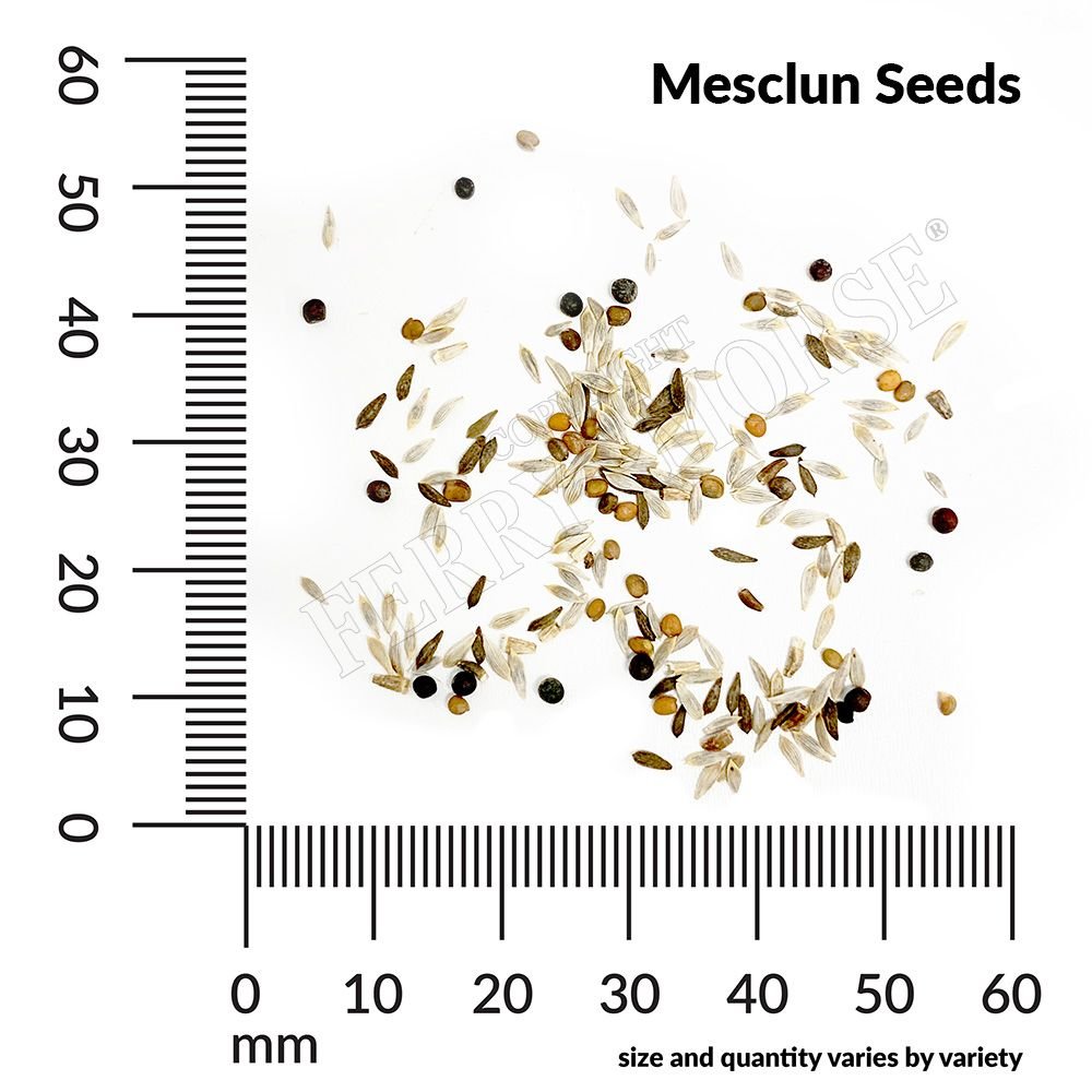planting mesclun seeds Mesclun Gourmet Greens Mixture Organic Seeds 1.8g from Ferry-Morse Seeds