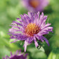 Aster Purple Dome Plantlings Plus Live Baby Plants 4in. Pot, 2-Pack