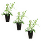 Lavender Munstead Plantlings Live Baby Plants 1-3in., 3-Pack