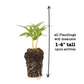 Vinca Titan Punch Plantlings Live Baby Plants 1-3in., 6-Pack