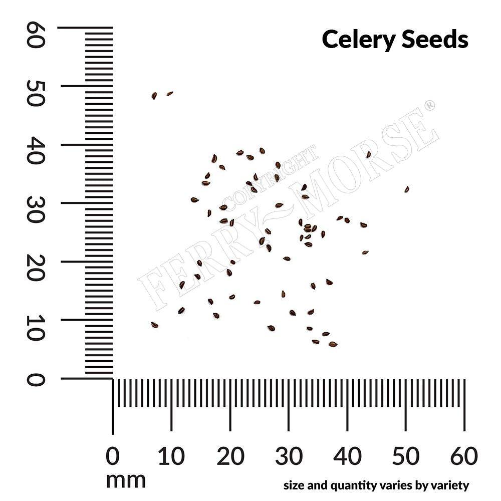 Celery, Tall Utah Organic Seeds