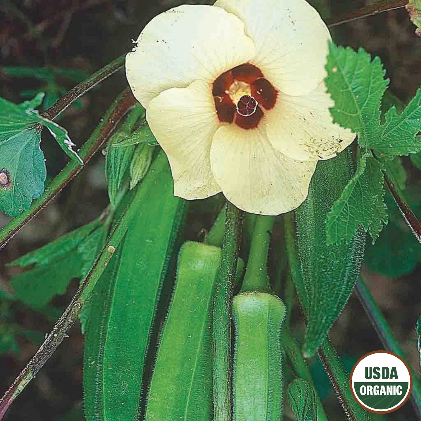 Okra, Emerald Organic Seeds