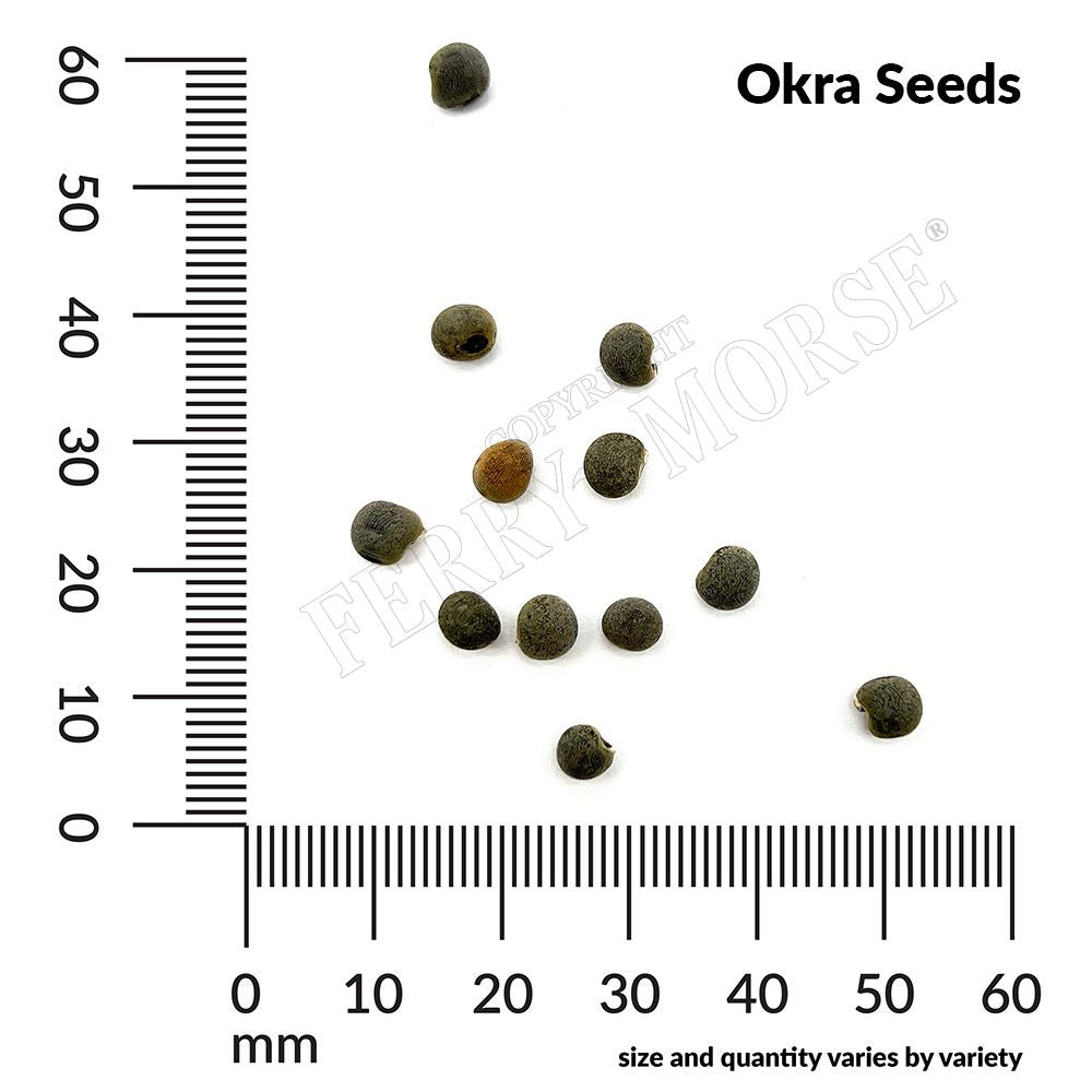 Okra, Clemson Spineless #80 Organic Seeds | Vegetable Garden