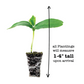 Cucumber Straight Eight Plantlings Live Baby Plants 1-3in., 3-Pack