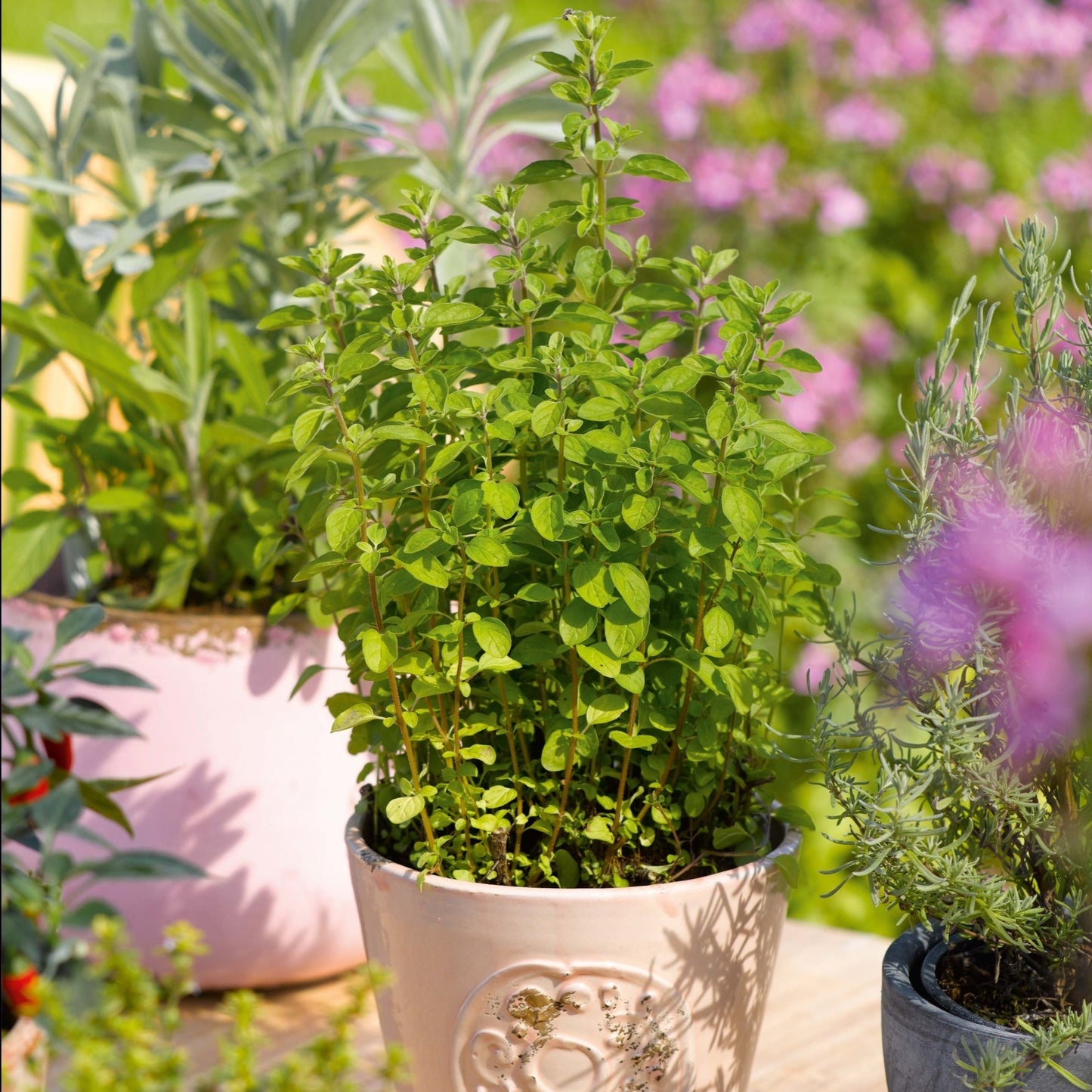 Oregano, Organic Seeds