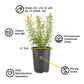 Coleus Kong® Scarlet Plantlings Plus Live Baby Plants 4in. Pot, 2-Pack