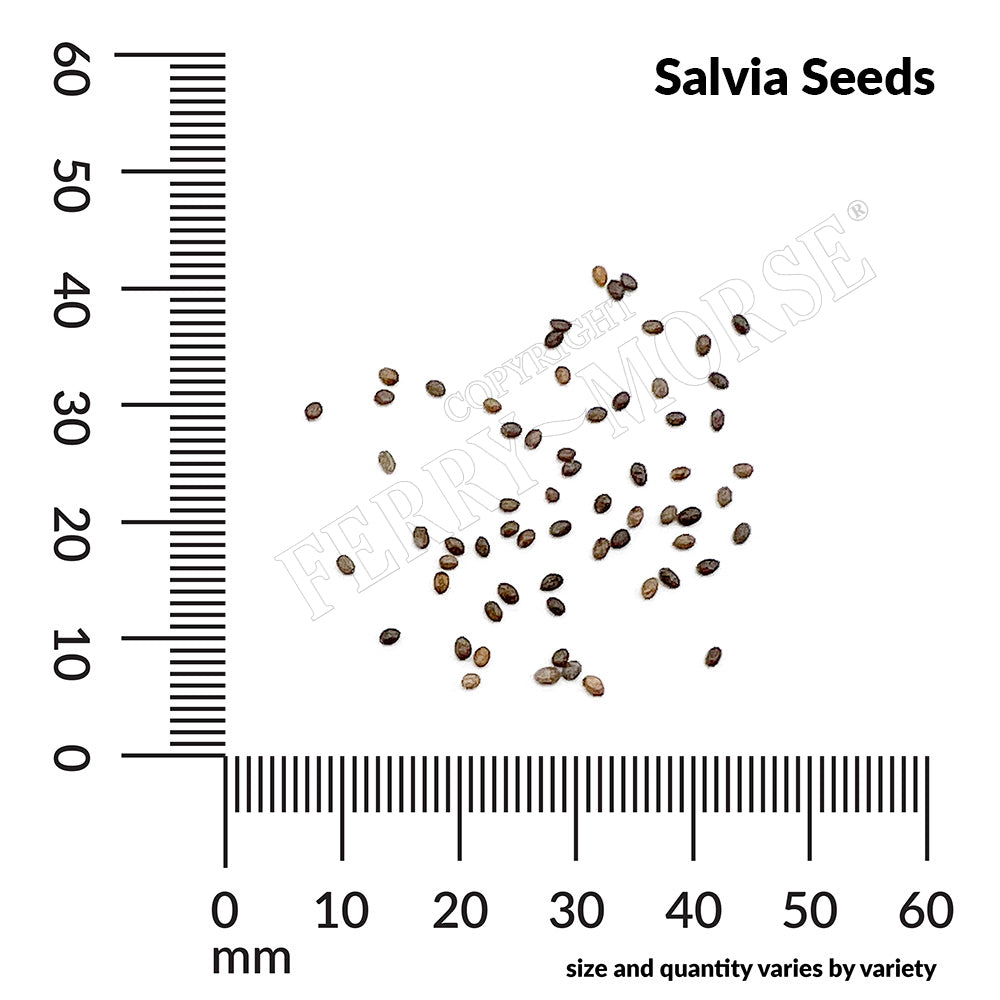 Salvia seed spill and measurements 