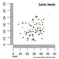 Salvia, Blue Bedder Seeds Online Edition