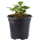 Strawberry Roman Pink Plantlings Live Baby Plants 4in. Pot, 2-Pack