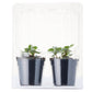 Strawberry Roman Pink Plantlings Live Baby Plants 4in. Pot, 2-Pack