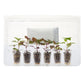 Bee Balm Panorama Mix Plantlings Live Baby Plants 1-3in., 6-Pack