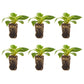 Impatiens Exotic Sunpatiens Compact Coral Pink Plantlings Live Baby Plants 1-3in., 6-Pack