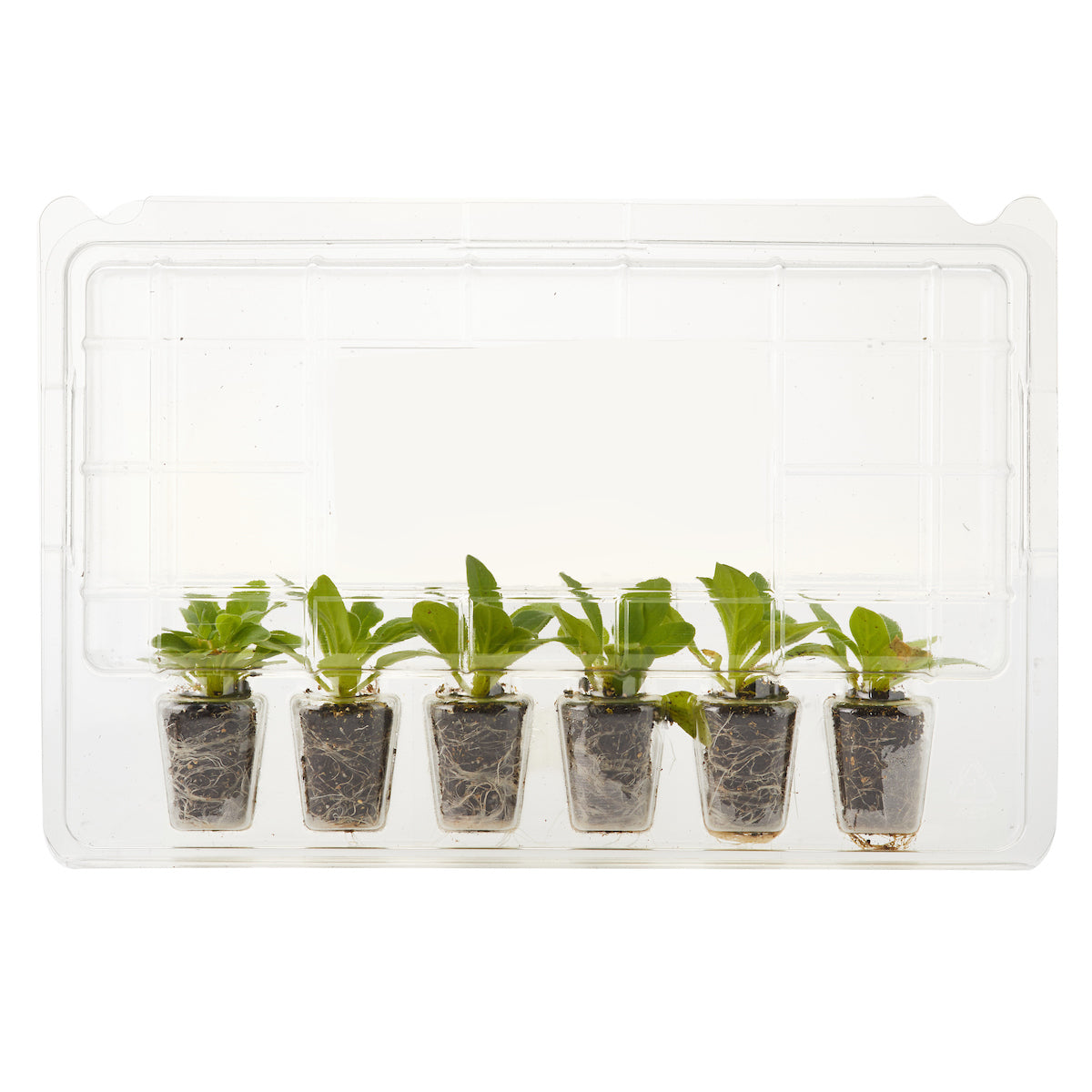 Petunia Easy Wave Plum Vein Plantlings Live Baby Plants 1-3in., 6-Pack