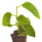 Lantana PassionFruit Plantlings Live Baby Plants 1-3in., 6-Pack