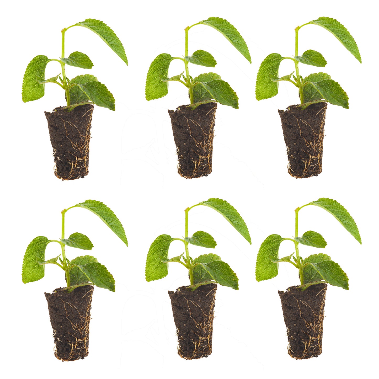 Lantana PassionFruit Plantlings Live Baby Plants 1-3in., 6-Pack