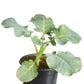 Broccoli Lieutenant Plantlings Plus Live Baby Plants 4in. Pot, 2-Pack