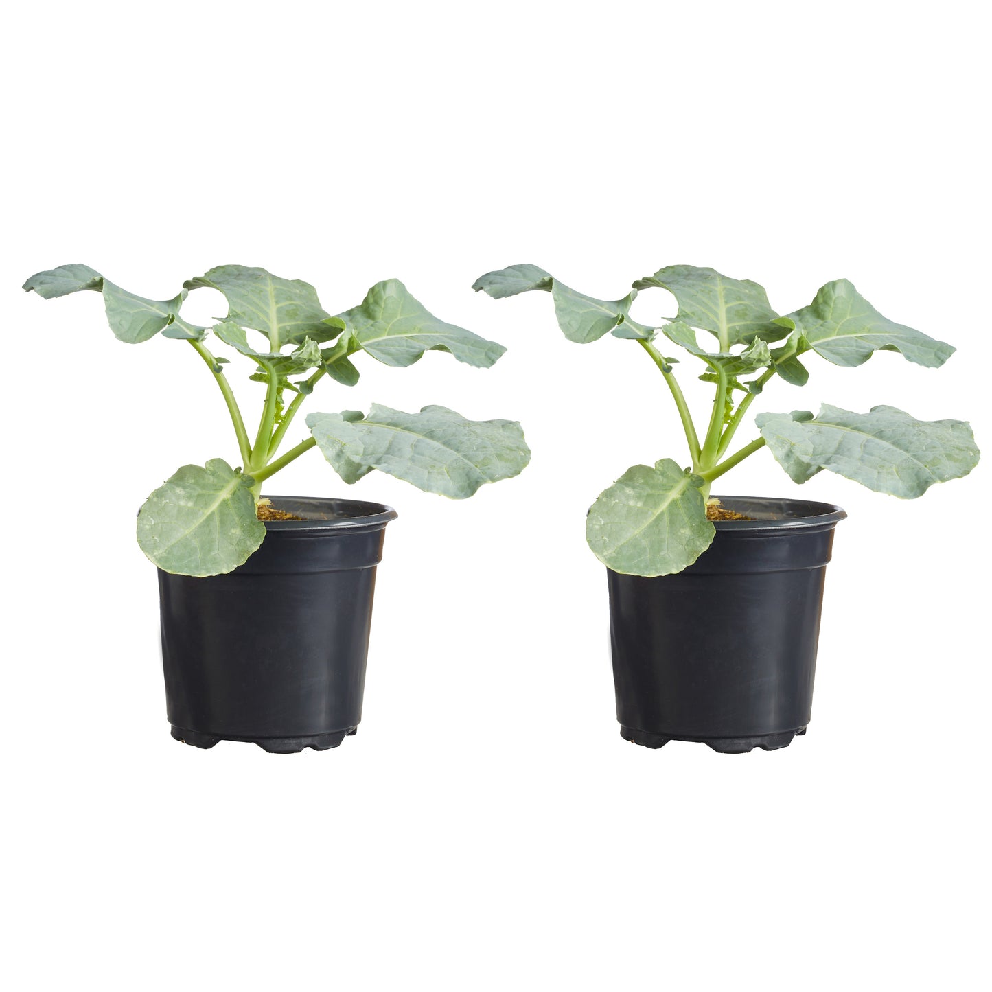 Broccoli Lieutenant Plantlings Plus Live Baby Plants 4in. Pot, 2-Pack
