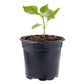 Pepper Bell California Wonder Plantlings Live Baby Plants 4in. Pot, 2-Pack