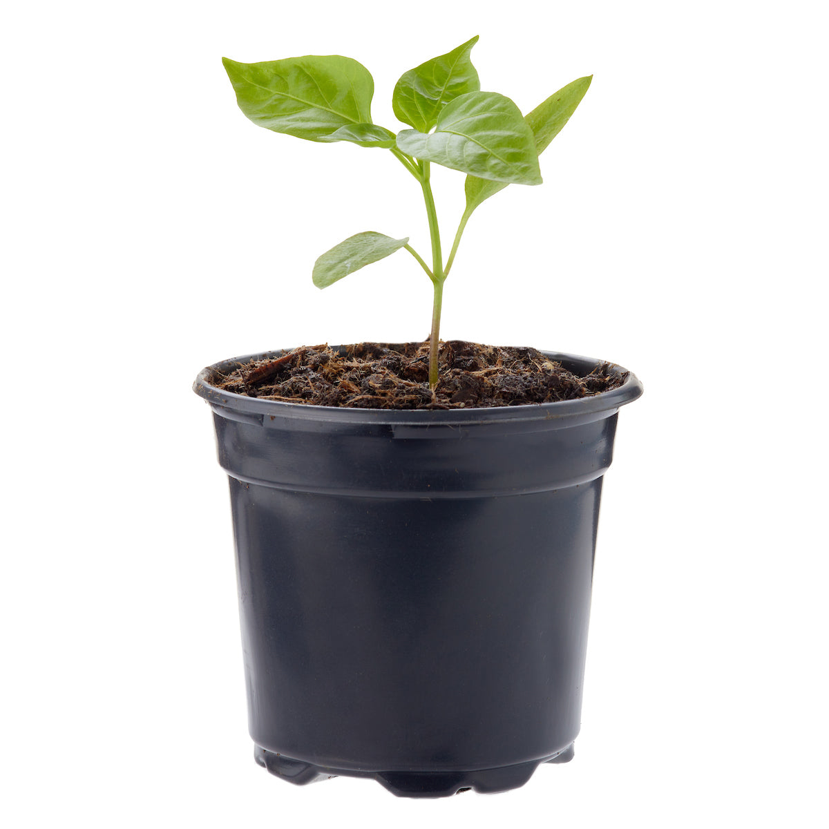 Pepper Bell California Wonder Plantlings Live Baby Plants 4in. Pot, 2-Pack