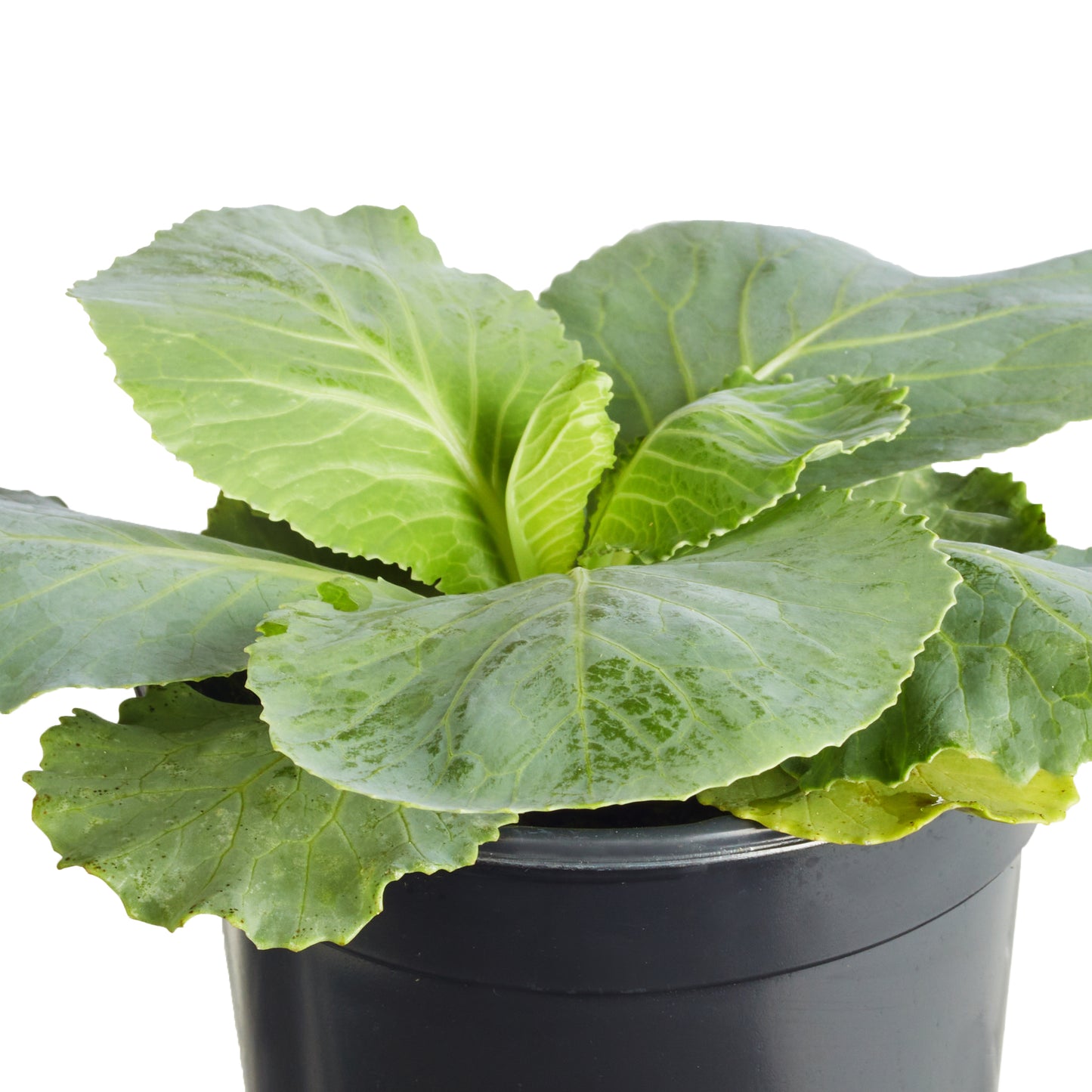 Cabbage Stonehead Plantlings Plus Live Baby Plants 4in. Pot, 2-Pack