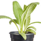 Artichoke Green Globe Plantlings Plus Live Baby Plants 4in. Pot, 2-Pack