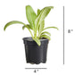 Artichoke Green Globe Plantlings Plus Live Baby Plants 4in. Pot, 2-Pack