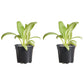 Artichoke Green Globe Plantlings Plus Live Baby Plants 4in. Pot, 2-Pack
