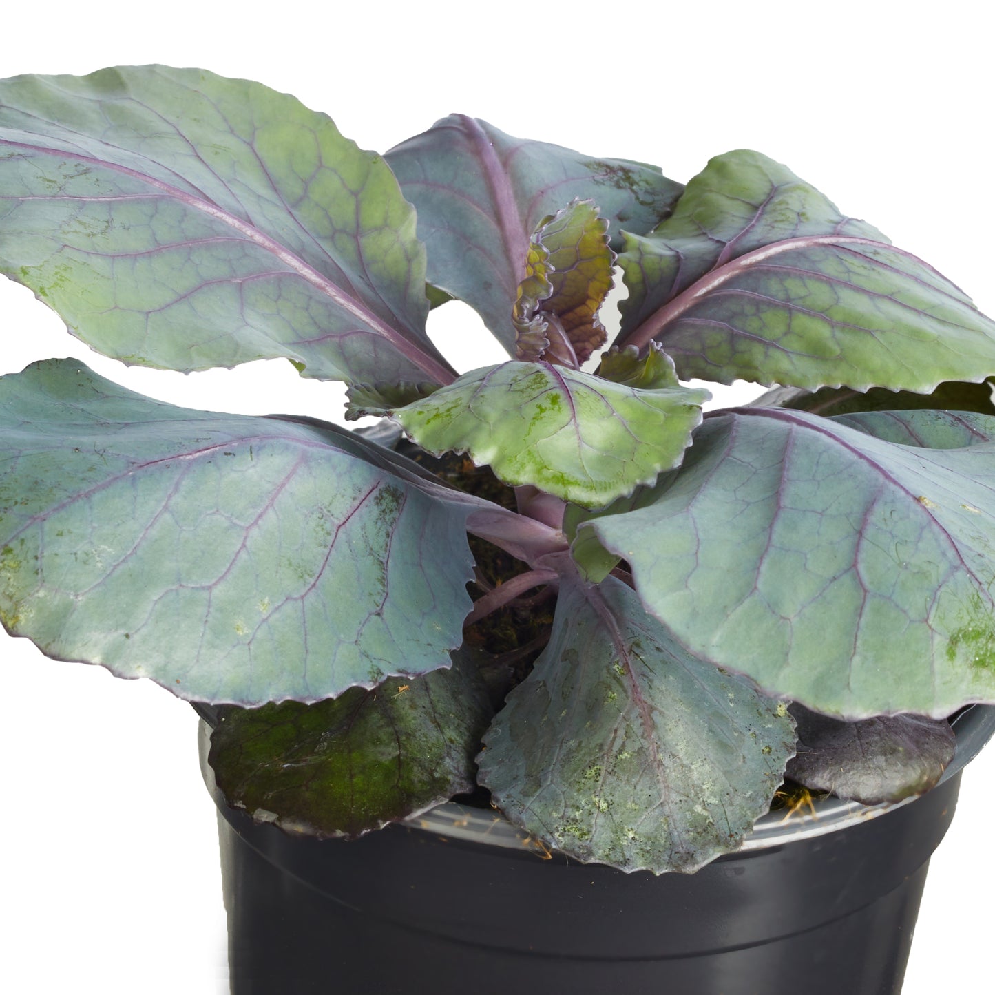 Cabbage Ruby Perfection Plantlings Plus Live Baby Plants 4in. Pot, 2-Pack