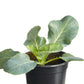 Cauliflower Cheddar Plantlings Plus Live Baby Plants 4in. Pot, 2-Pack