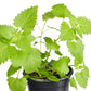 Catnip Plantlings Plus Live Baby Plants 4in. Pot, 2-Pack