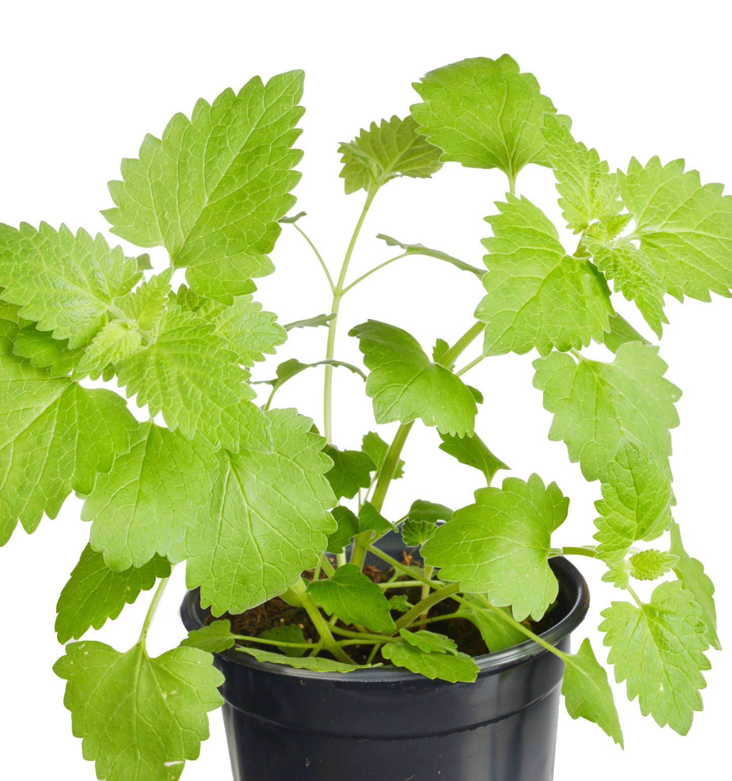 Catnip Plantlings Plus Live Baby Plants 4in. Pot, 2-Pack
