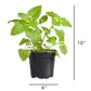 Catnip Plantlings Plus Live Baby Plants 4in. Pot, 2-Pack