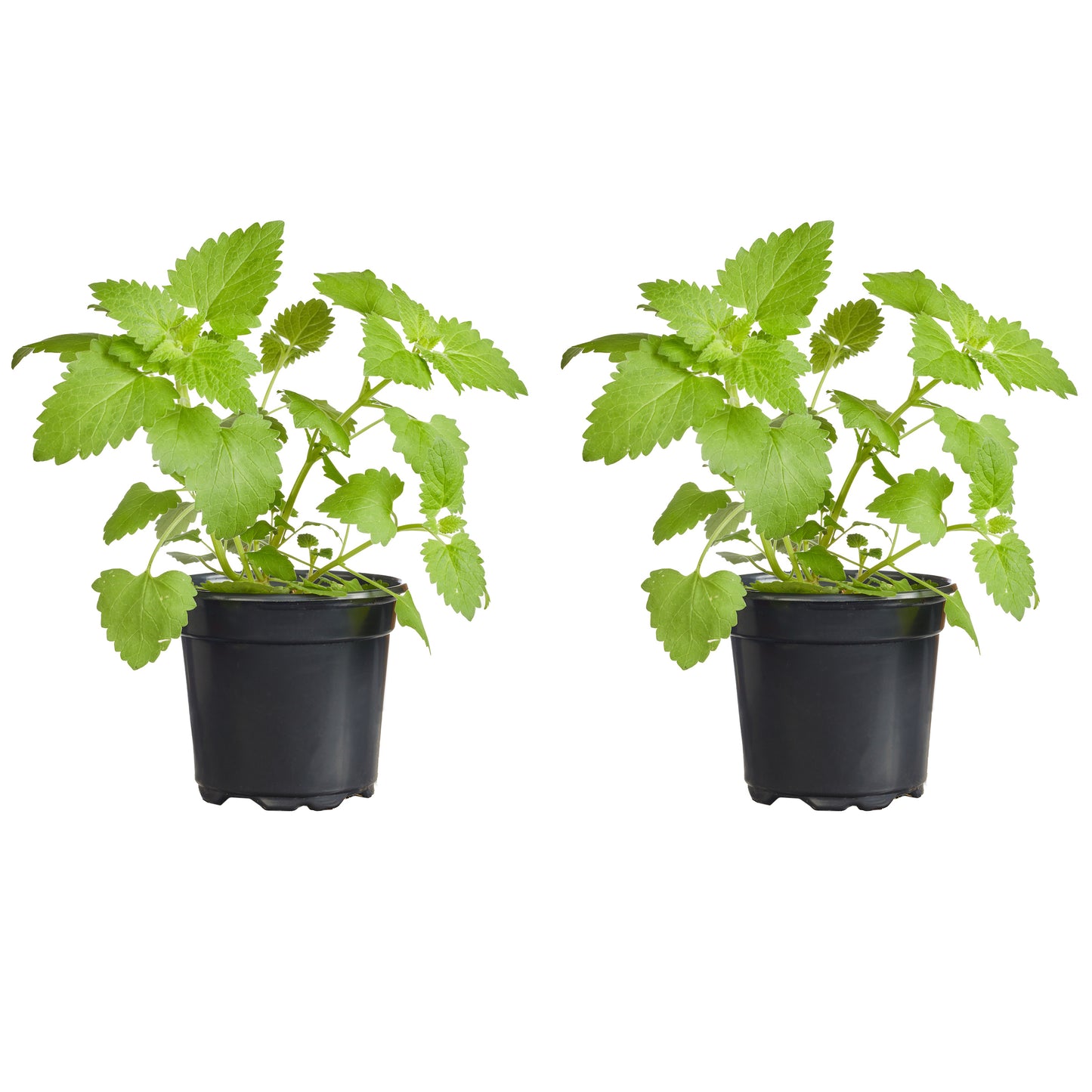 Catnip Plantlings Plus Live Baby Plants 4in. Pot, 2-Pack