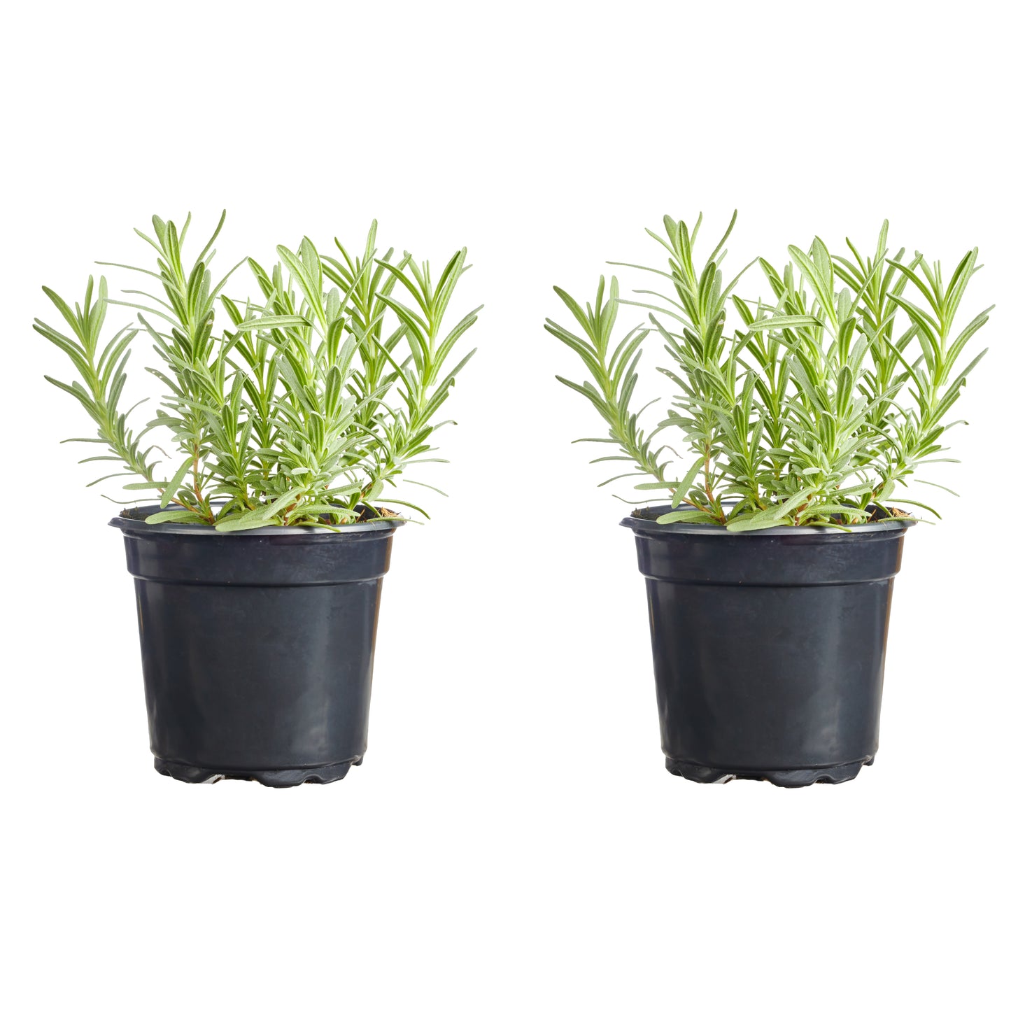 Lavender Munstead Plantlings Live Baby Plants 4in. Pot, 2-Pack