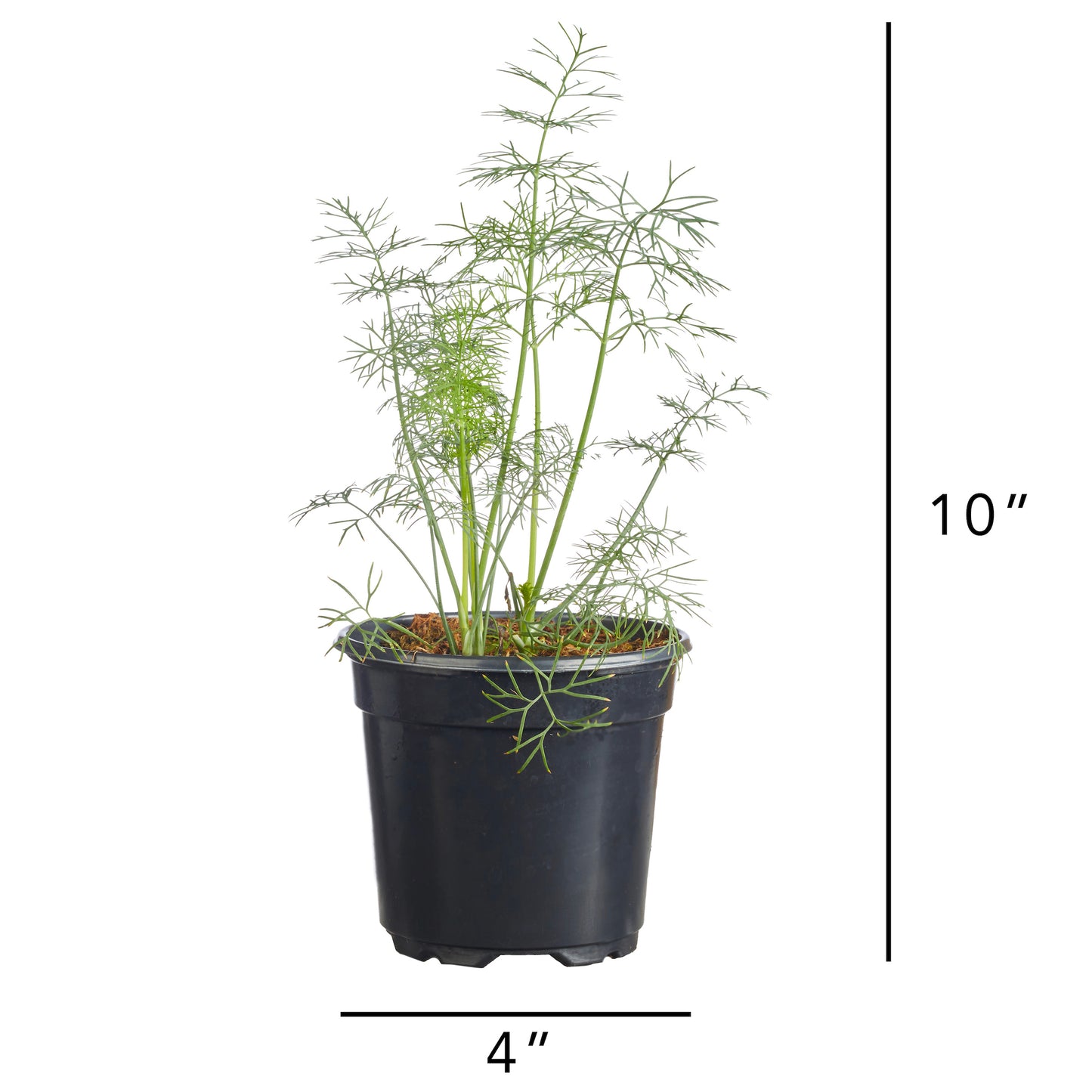 Dill Fernleaf Plantlings Plus Live Baby Plants 4in. Pot, 2-Pack