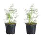 Dill Fernleaf Plantlings Plus Live Baby Plants 4in. Pot, 2-Pack