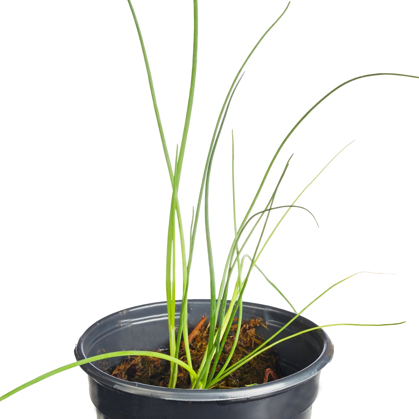 Chives Garlic Geisha Plantlings Plus Live Baby Plants 4in. Pot, 2-Pack