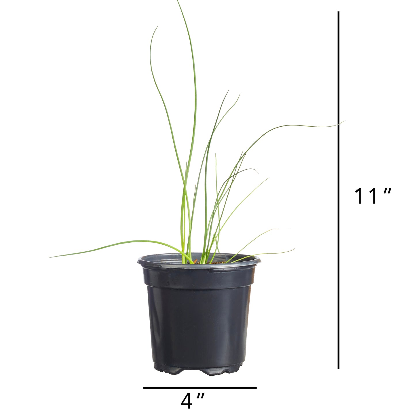 Chives Garlic Geisha Plantlings Plus Live Baby Plants 4in. Pot, 2-Pack